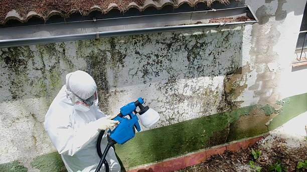 Mold Removal service in Knightdale